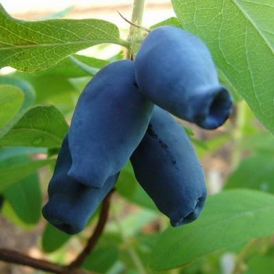 Жимолость Аврора купить саженцы цены в Крыму