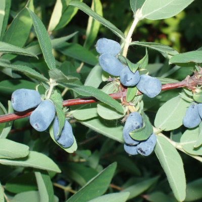 Жимолость Аврора купить саженцы в Крыму цены