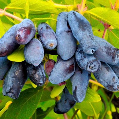 Жимолость Бахчисарайский Великан купить саженцы в Крыму недорого