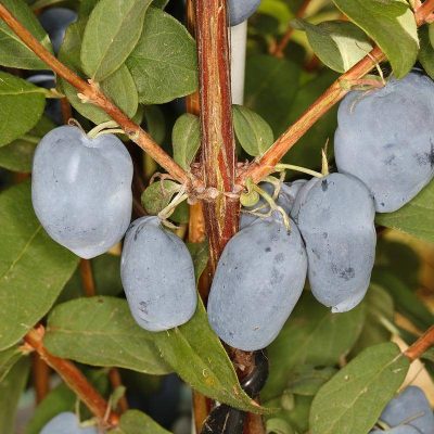 Жимолость Бореал Бьюти купить саженцы в Крыму