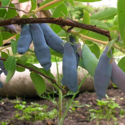 Жимолость Длинноплодная купить саженцы цены в Крыму