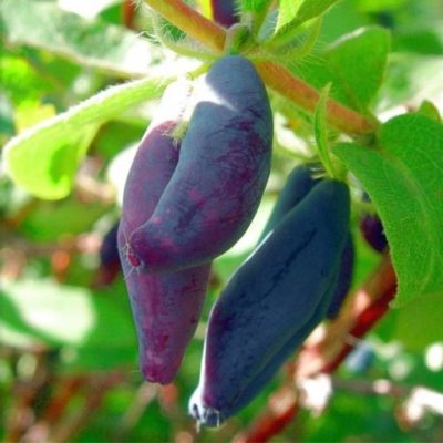 Жимолость Голубое Веретено купить саженцы в Крыму