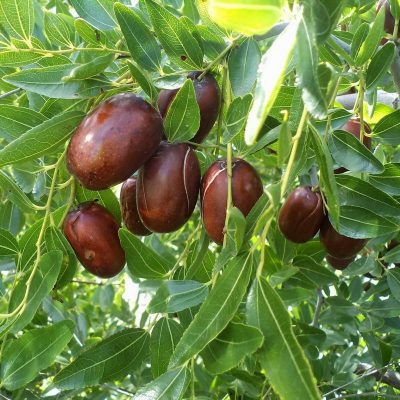 Зизифус Апшеронский купить саженцы в Крыму, недорогие цены