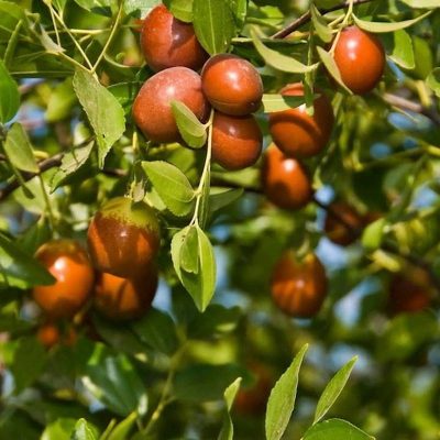 Зизифус Китайский купить саженцы в Крыму, цены недорого