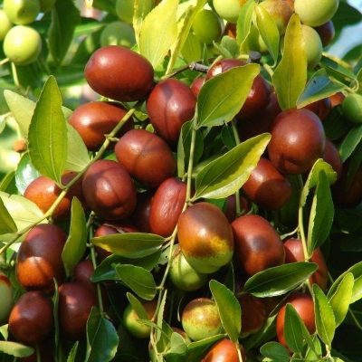 Зизифус Обыкновенный купить саженцы в Крыму