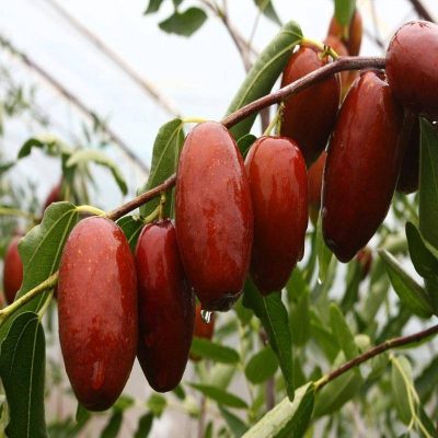 Зизифус Удлиненный купить саженцы в Крыму недорого