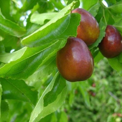 Зизифус Южанин купить саженцы в Крыму, саженцы недорого