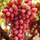 20080401035132Grapes05_600x910