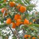 derevo_hurma_8_27190416-400x283