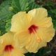 Hibiscus_rosa-sinensis_yellow_Oahu_Hawaii_USA-1024x683