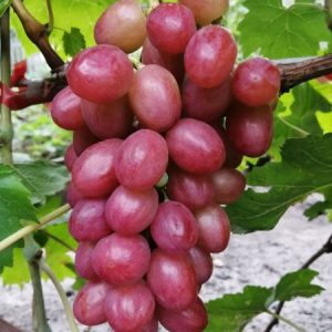 виноград дынька