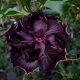 ГИБИСКУС FORMOSA BLACK PEARL