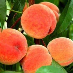 Персик колонный Харнас