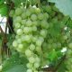 Vinograd-krasa-severa