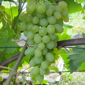 Виноград Ария