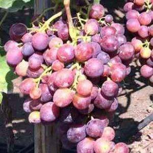 Виноград Блэк балади