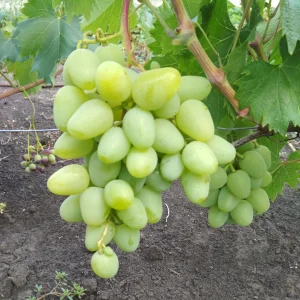 Виноград Буба