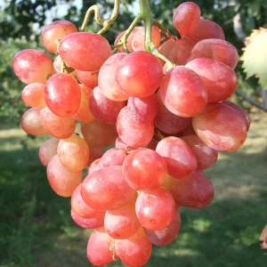 Виноград Д-1