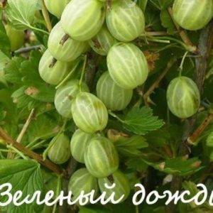 zelenyj-sort-kryzhovnika-Zelenyj-dozhd-e1613665171185