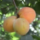 apricot-fruit