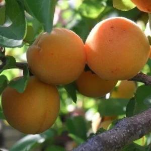 apricot-planting-and-care