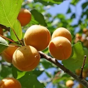 plody-abrikosa-lel