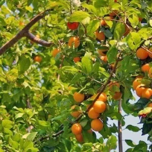 plody-abrikosa-na-dereve