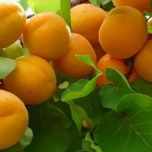 plody-abrikosa-rossiyanin