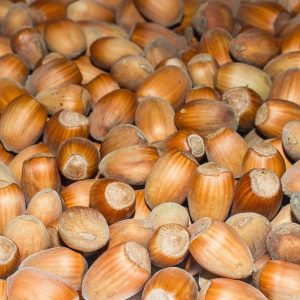 wood-food-produce-autumn-seafood-nut-clam-coconut-fruits-cockle-hazelnut-chestnut-hazelnuts-nuts-seeds-837415