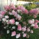gortenziya-metelchataya-Pink-Ledi-e1596549184268