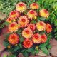 Dahlia Delighting Glow ?
