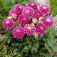 Dahlia Gallery Rembrandt ®
