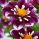 georgina_impreshion_fabula_1_sht__26558_1