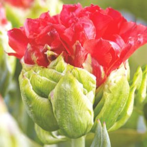 Тюльпан махровый Кросби