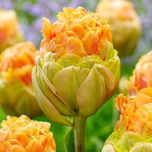 Тюльпан махровый Ле-Лаванду