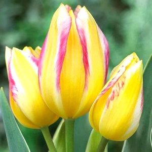 Тюльпан многоцветковый Антуанетта