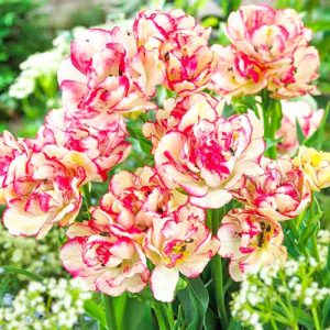Тюльпан многоцветковый Белиция