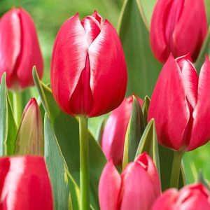 Тюльпан многоцветковый Драгон Кинг