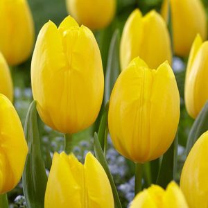 Тюльпан многоцветковый Фэтс Домино