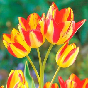Тюльпан многоцветковый Флоретте
