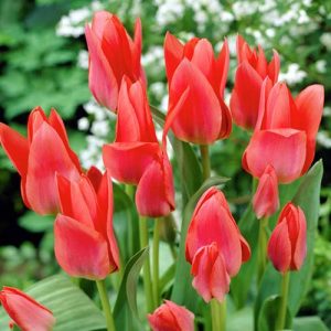 Тюльпан многоцветковый Мери Го Раунд