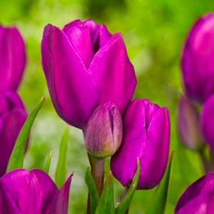 Тюльпан многоцветковый Пурпл Букет