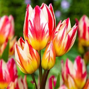 Тюльпан многоцветковый Триколлет