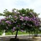 Lagerstroemia speciosa)