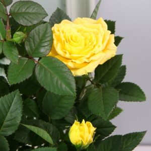 Роза миниатюрная Атлантик Палас2