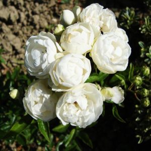Роза миниатюрная Вайт Морсдаг (White Morsdag)2
