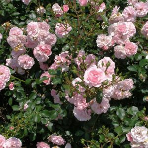 Роза шраб Боника (Bonica)2