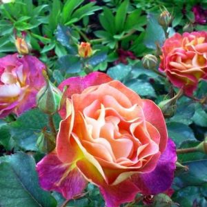 Роза шраб Приёр де Сан-Косм2