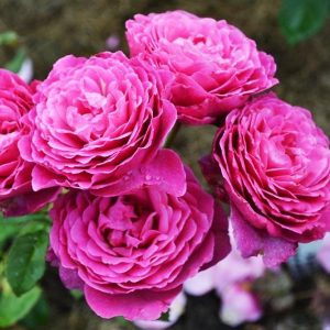 Роза шраб Вентило (Ventilo)2