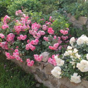 Саженцы розы полиантовой Четыре сезона (Les Quatre Saisons)